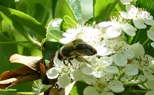 Andrena sp.